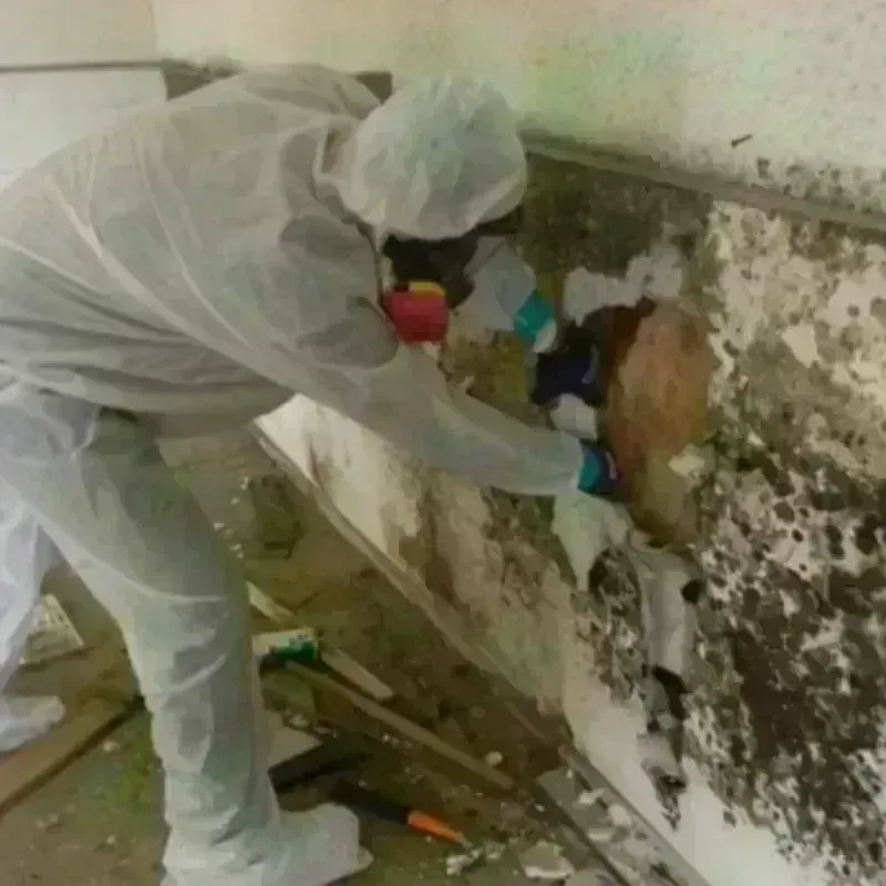 Mold Remediation and Removal in Elk County, KS